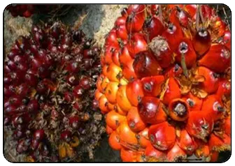 Emiten Sawit, PT Pulau Subur Tbk (PTPS) Catat Saham Perdana di BEI Hari Ini