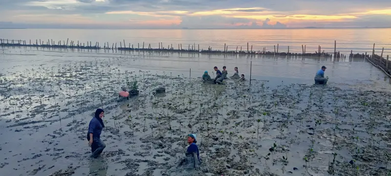 Askrindo Hadirkan Ecowisata Mangrove di Mempawah