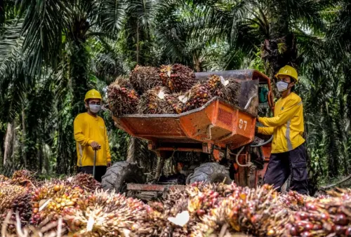 Pendapatan dan Laba Eagle High Plantations (BWPT) Kompak Naik
