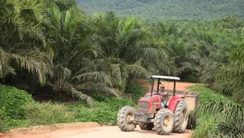 Putra Borneo Beli 122,90 Juta Saham Sawit Sumbermas Sarana