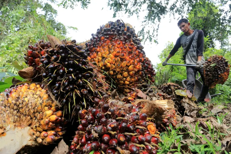 Kinerja Cemerlang: Laba Citra Borneo Utama (CBUT) Melesat Lebih dari 89% pada Semester I-2025