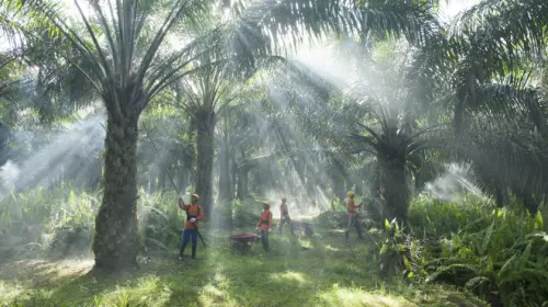Ditopang Harga Sawit, PNGO Raup Rp1,63 Triliun di Q3-2025