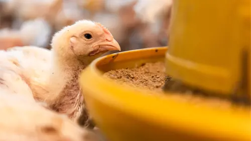 Janu Putra Sejahtera (AYAM) Jadi Salah Satu Pengimpor GP Untuk Wujudkan Kesepakatan Dagang AS-RI
